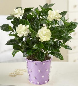 gardenia plant