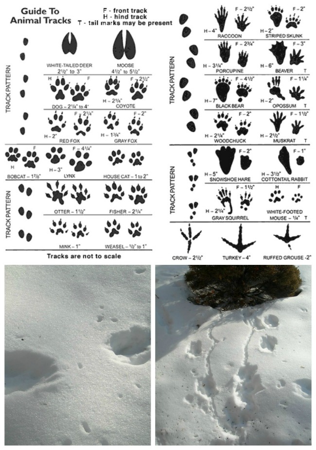 Track-Footprints-in-the-Snow-Collage-smaller