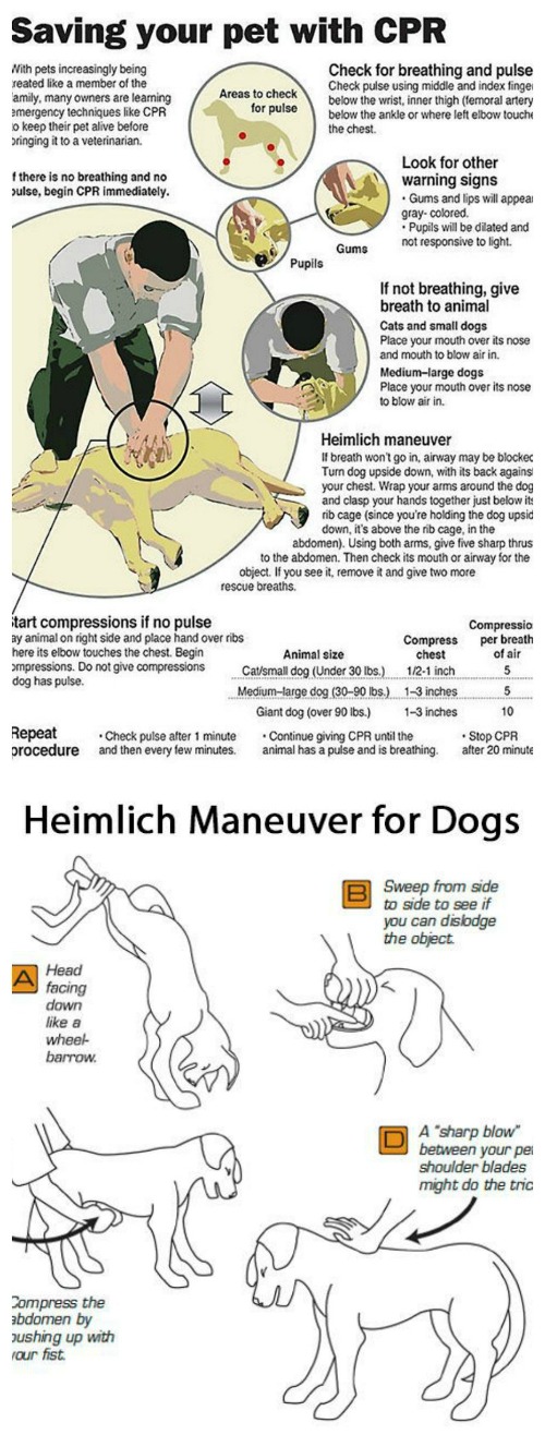 Dog Cpr Chart