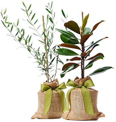 Oprah's Favorite Things for 2017