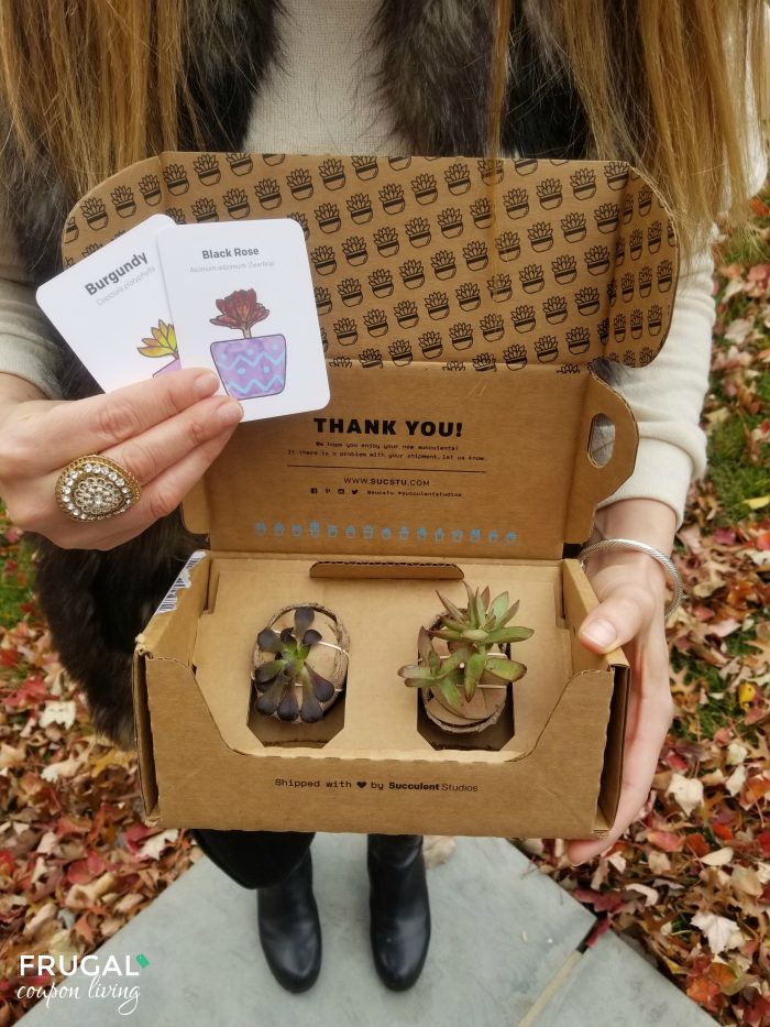succulent studios subscription box