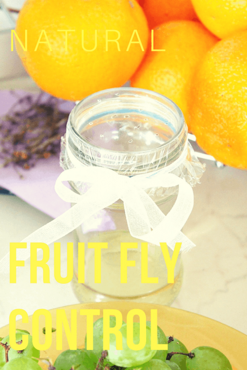 Homemade Fruit Fly Cleaner