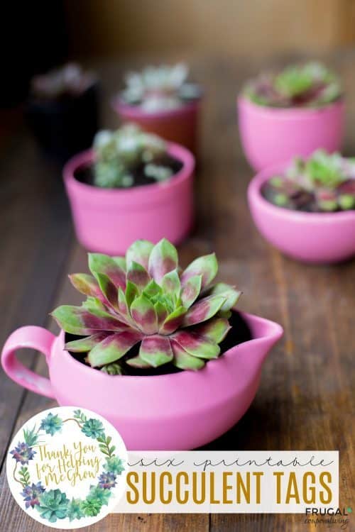 Succulent Teacher Appreciation Gift