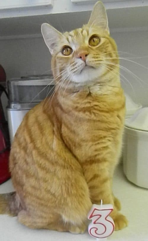 Cat Party Ideas for Pets