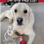 dog eats elf on the shelf