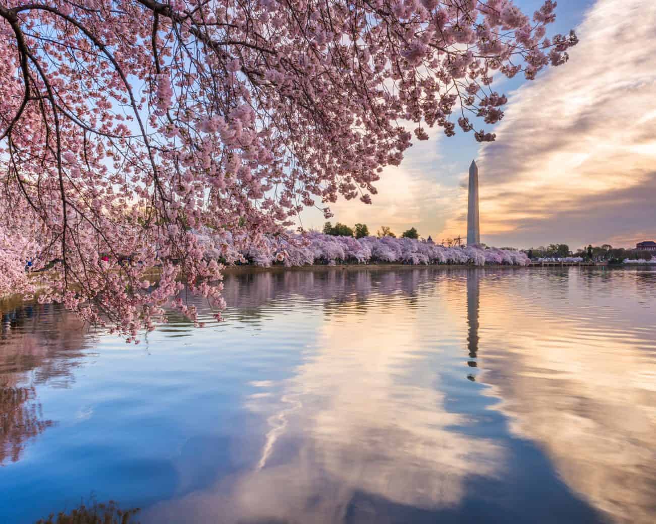 washington dc in spring with cherry blossoms
